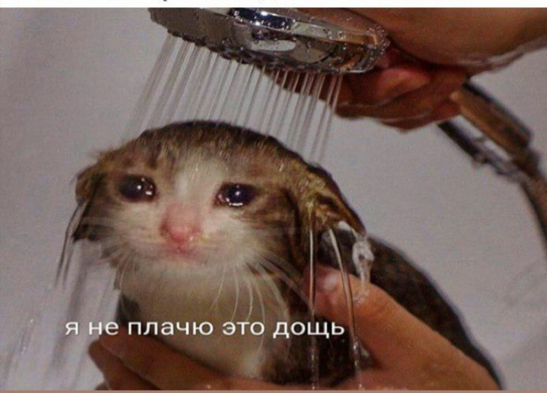 Бездомные котята