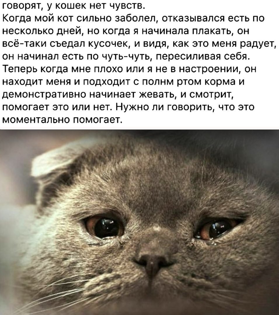 Если в доме нет кота стихотворение