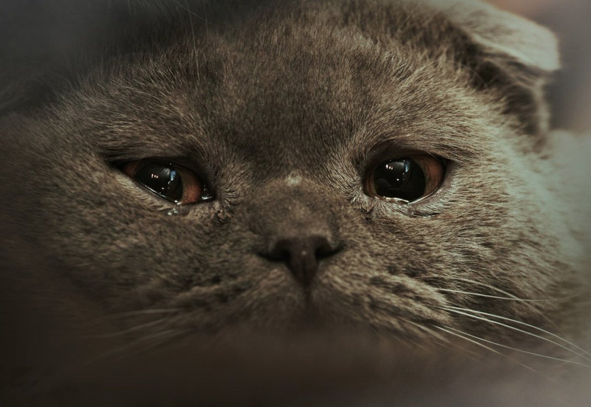 Грустный котик Мем