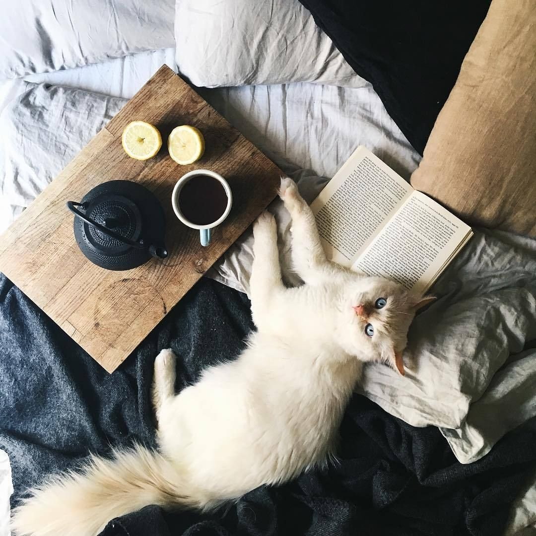 Котенок и кот Эстетика