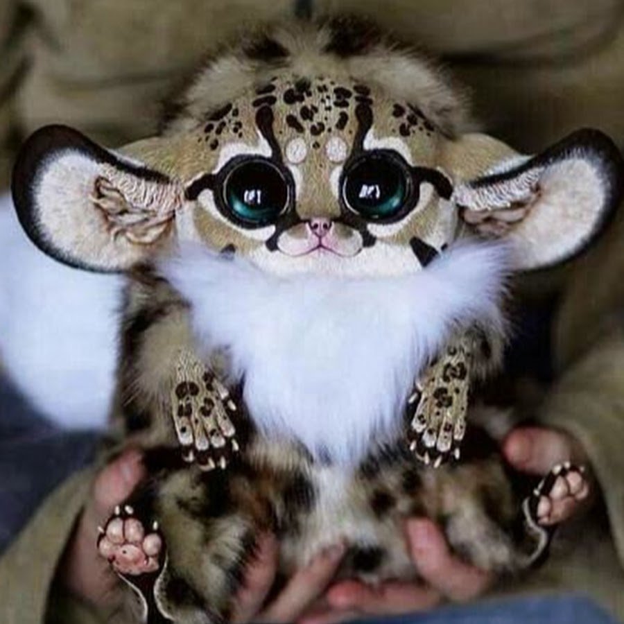 Мадагаскарский глазоух