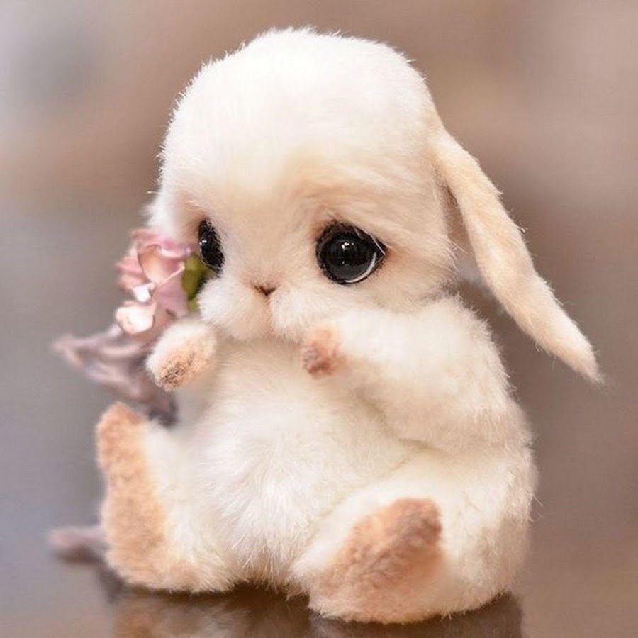Самые милые зайчики