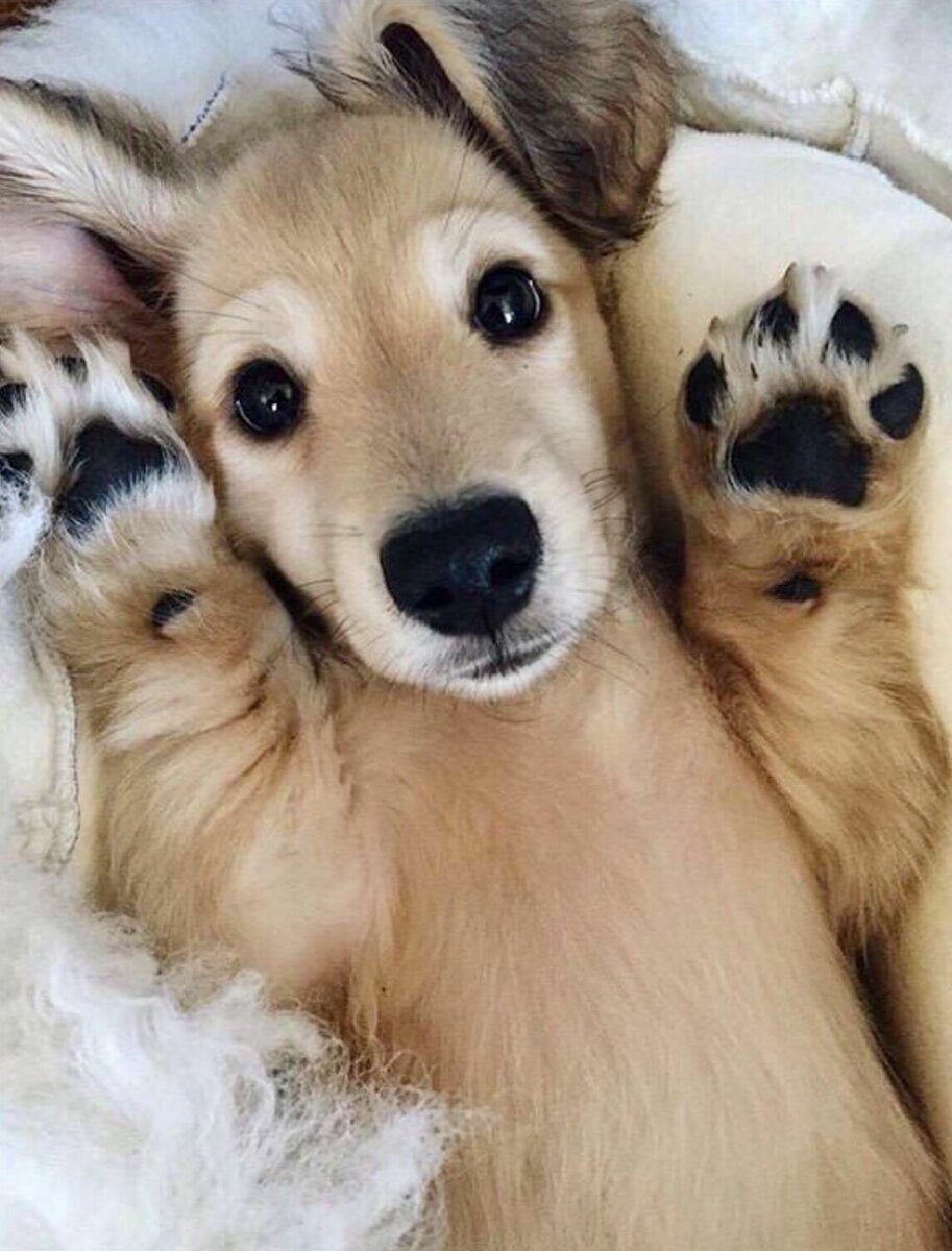 Веселый щенок