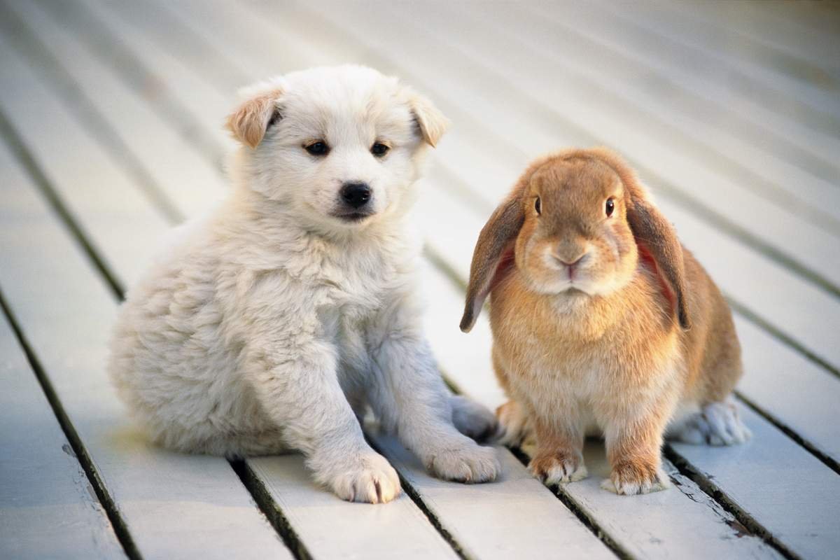 Щенок и кролик