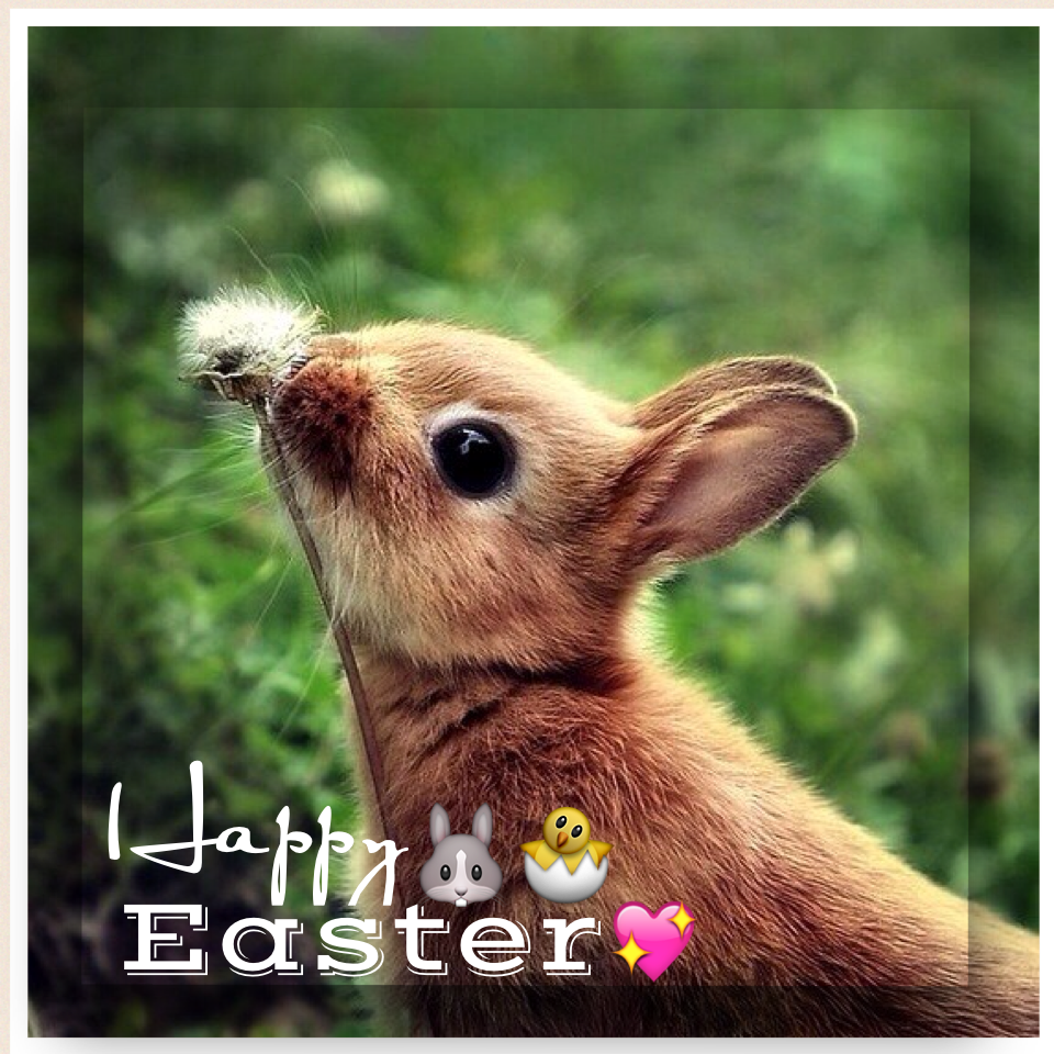 Милые зверьки