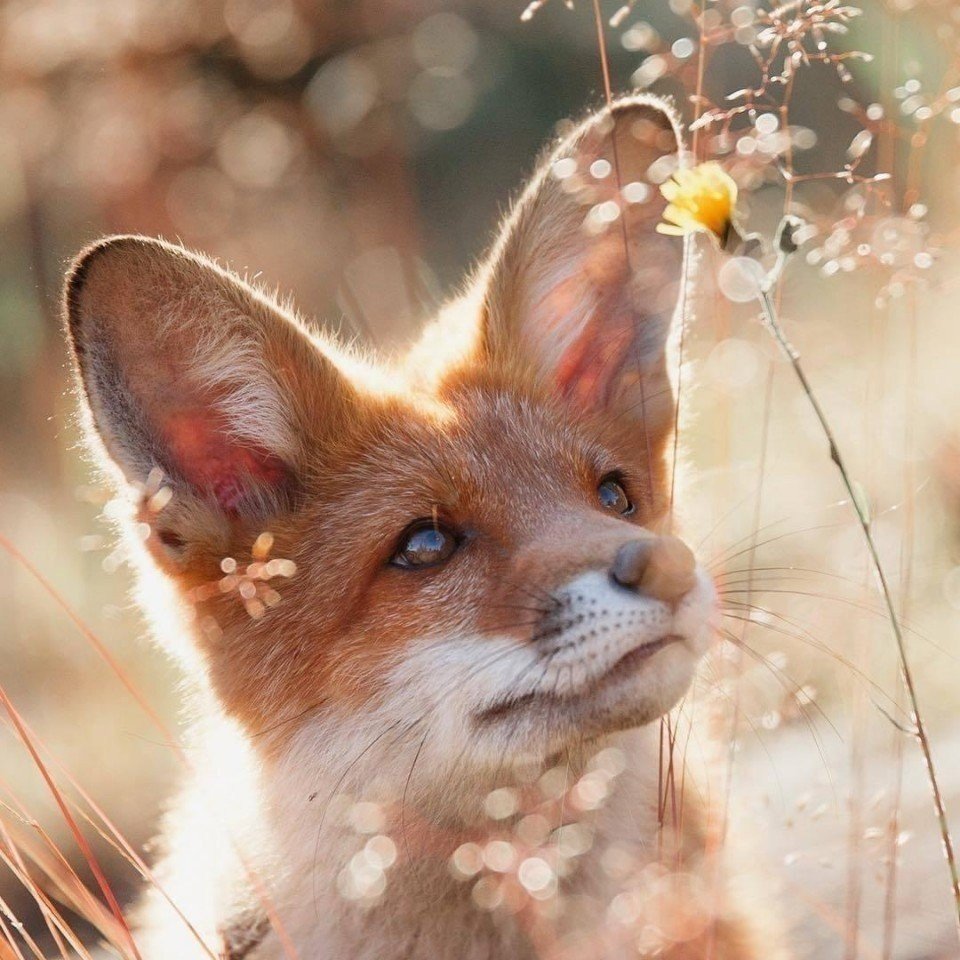 Весенняя лиса