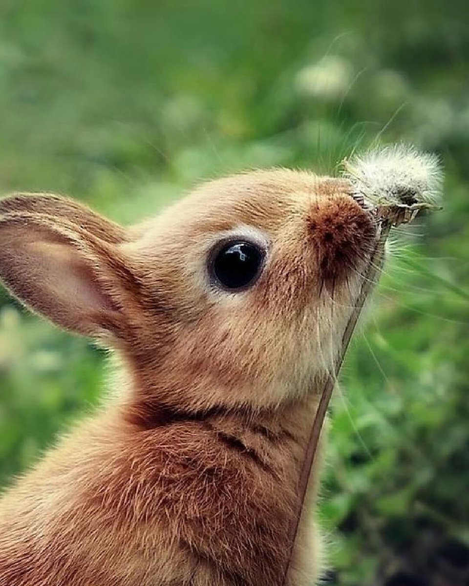 Милые зверьки