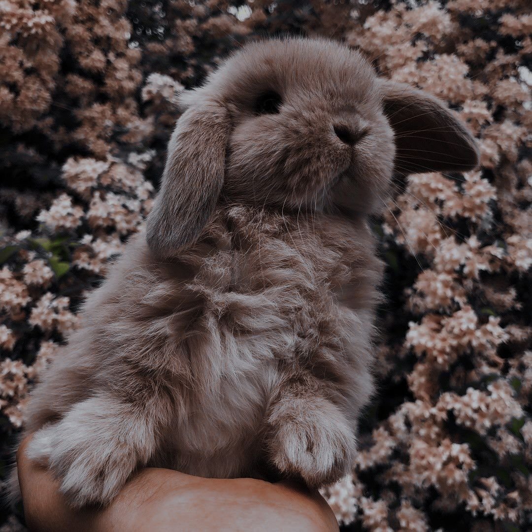 Вислоухий кролик