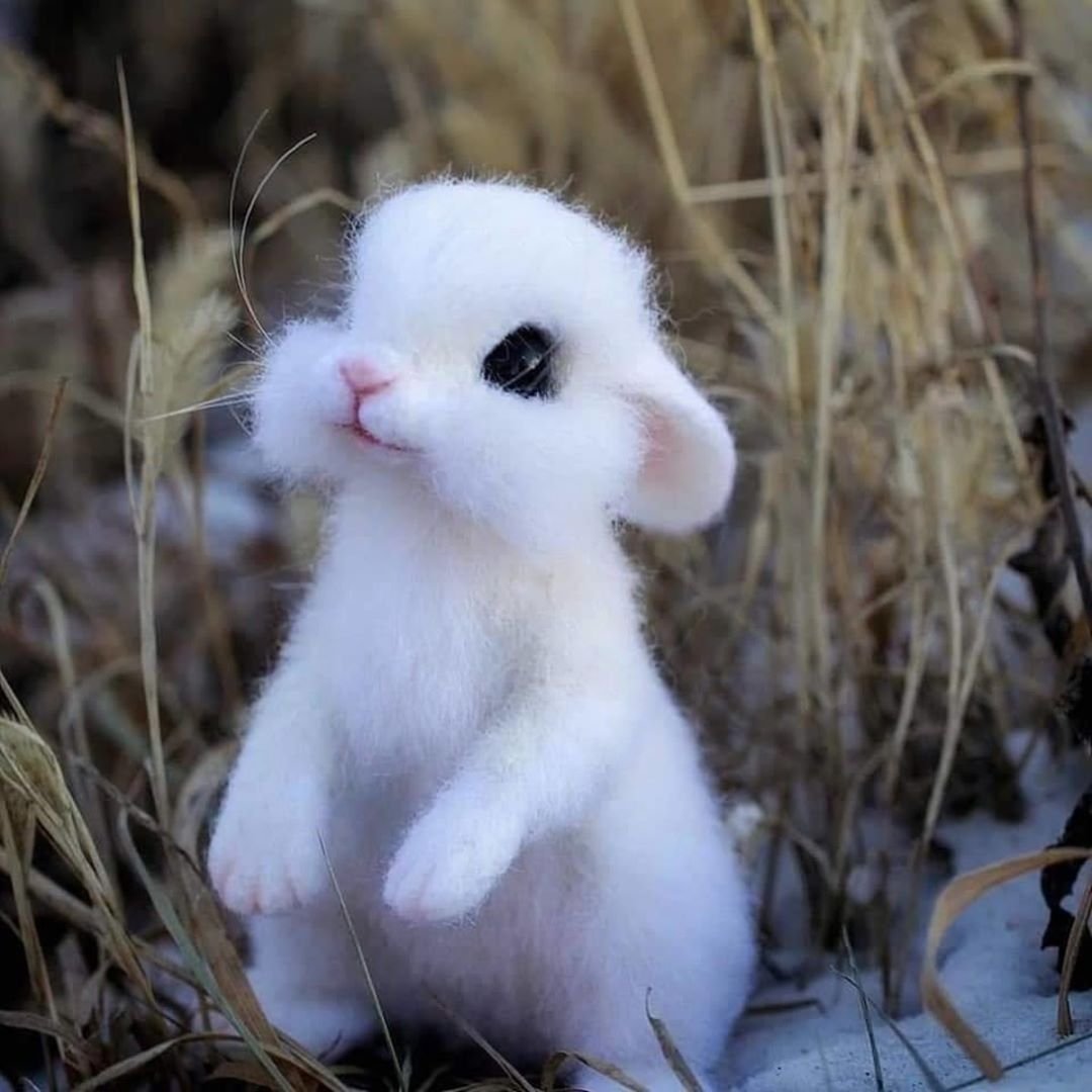 Милые зайчики