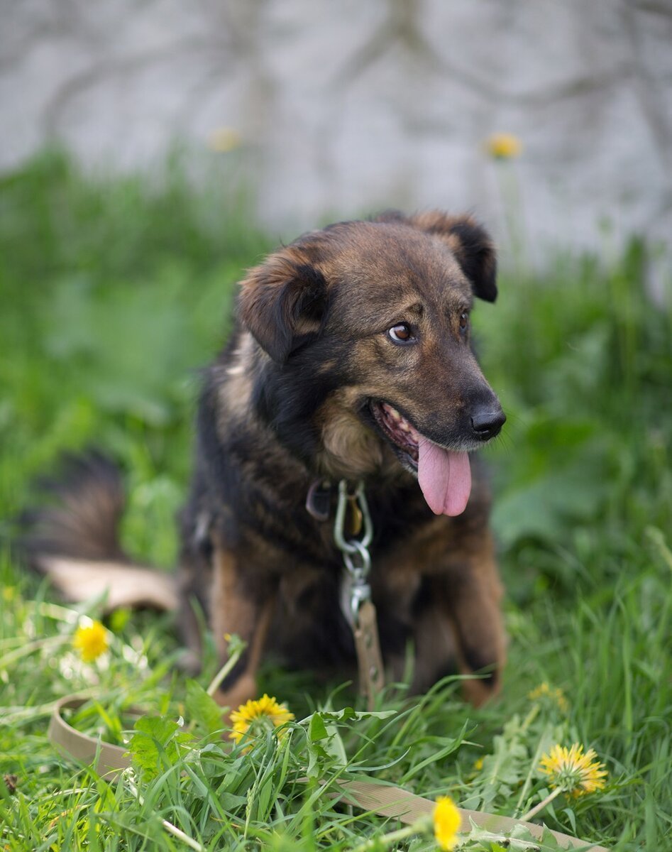 Собака Таня