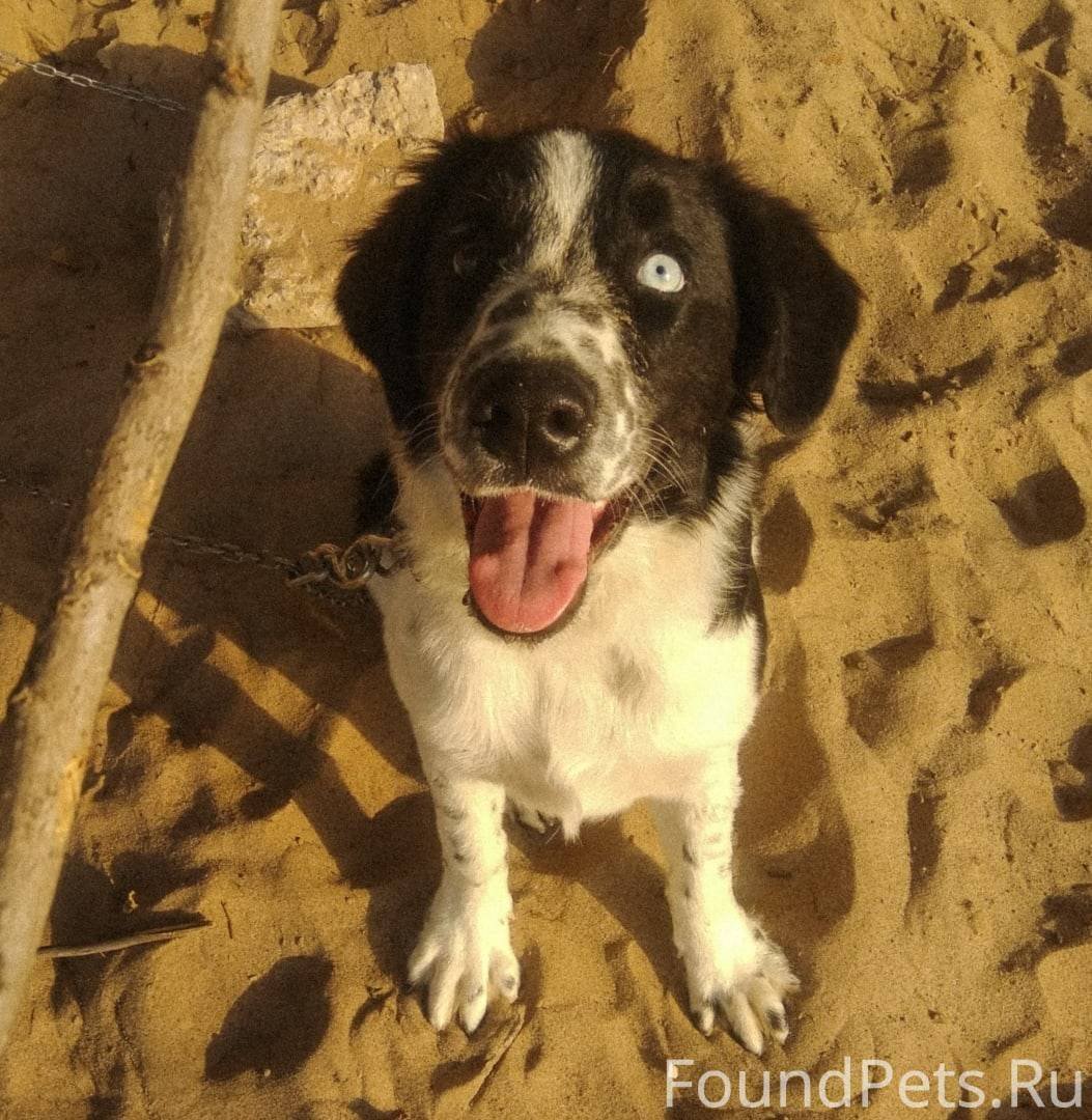 Метис спаниеля и хаски