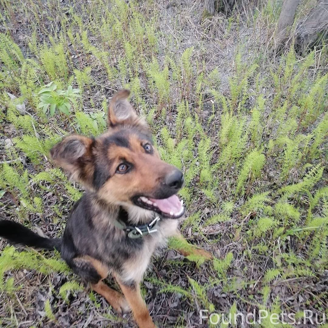 Метис бордер колли и спаниеля