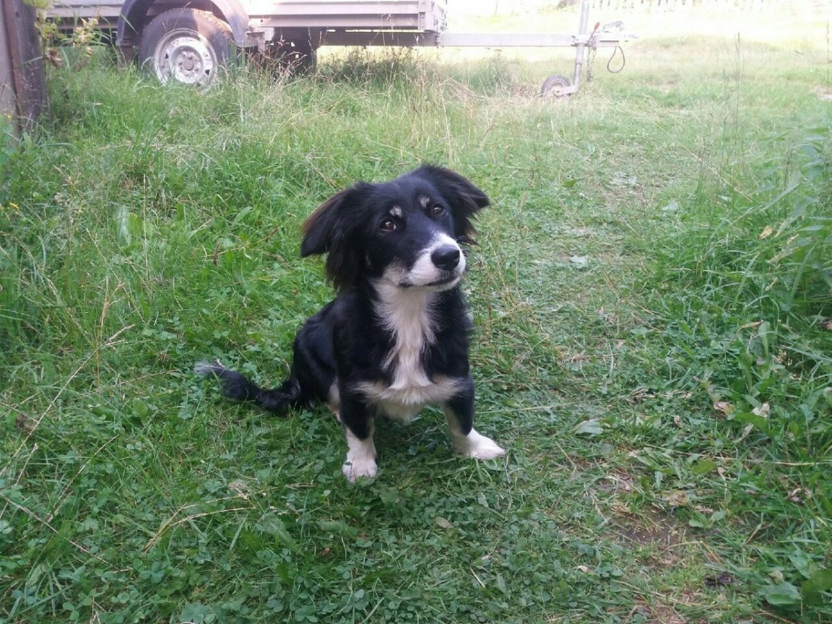 Метис таксы и спаниеля