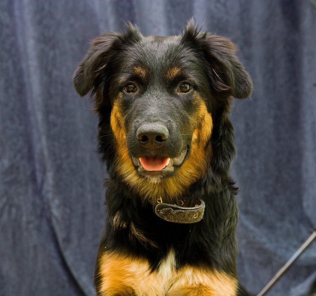 Бернский зенненхунд метис