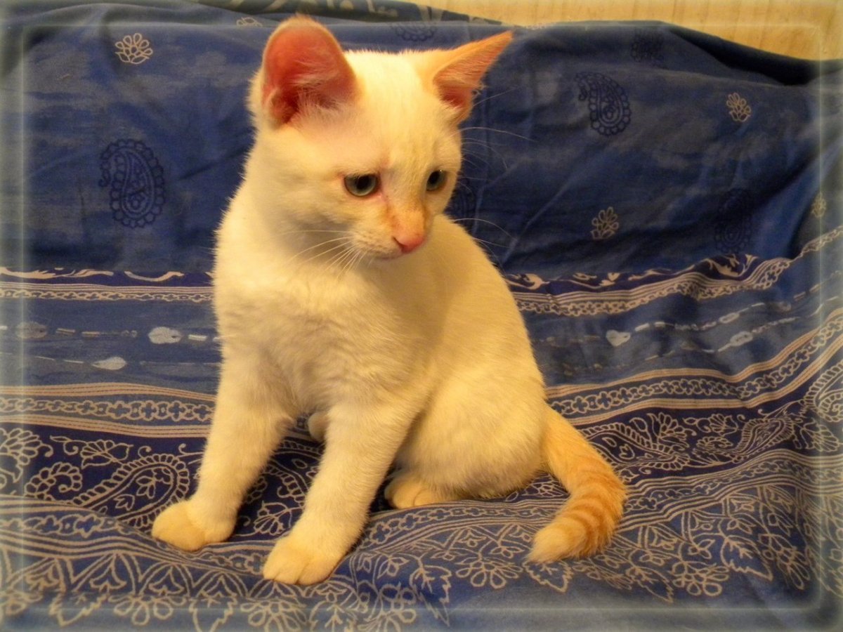 Райская кошка Ре поинт