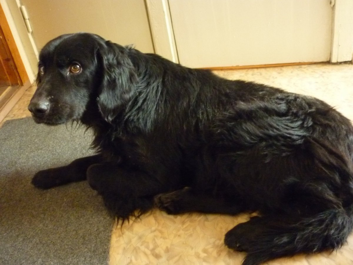 Метис лабрадора и спаниеля черный