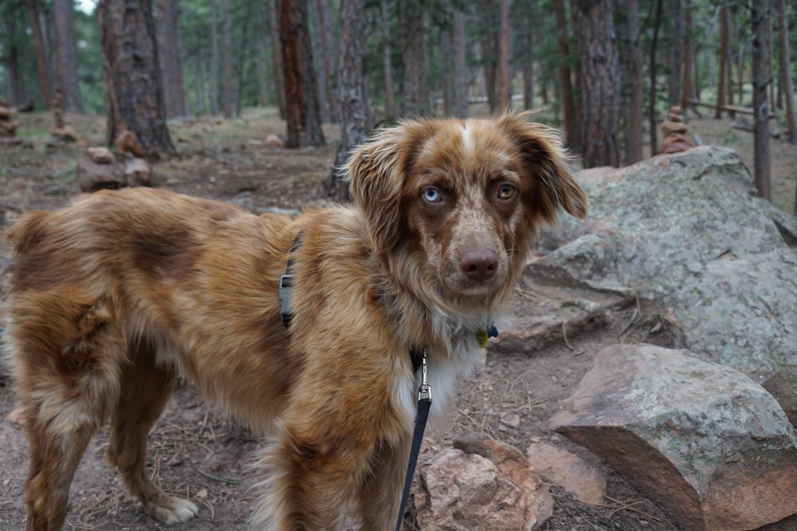 Метис кокер лабрадор