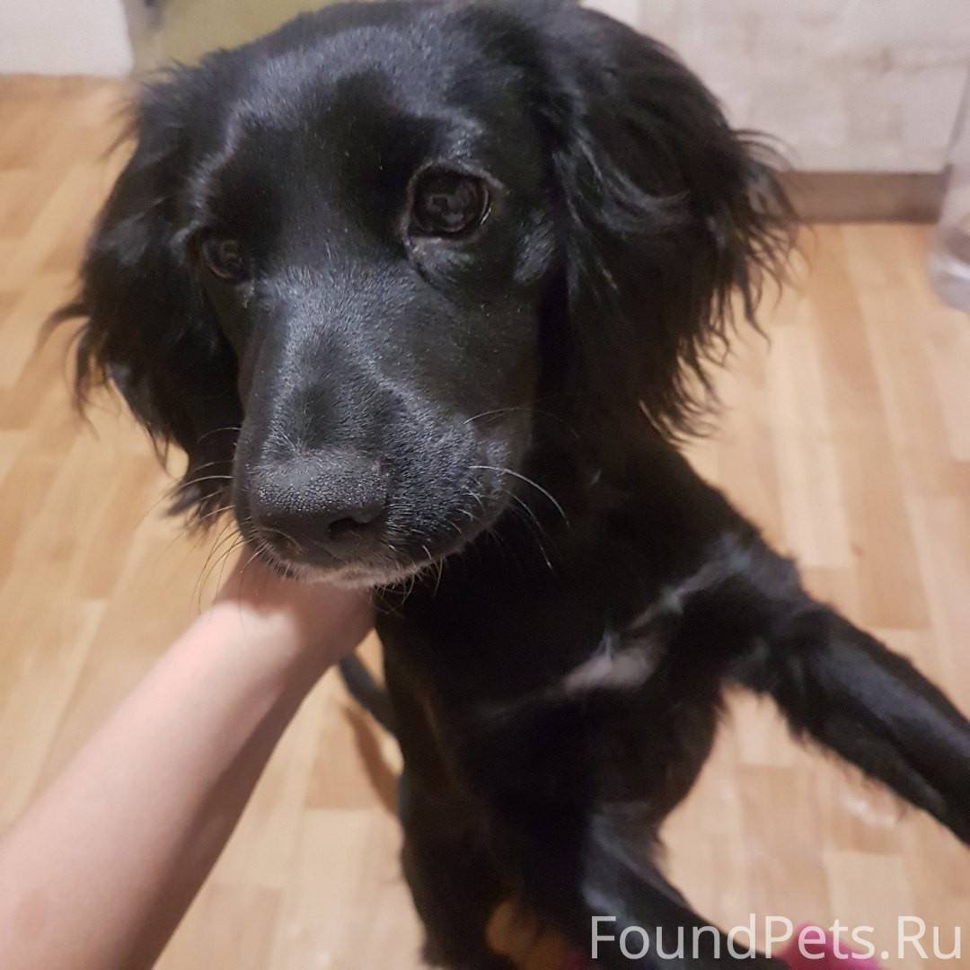 Метис кокер спаниеля и овчарки