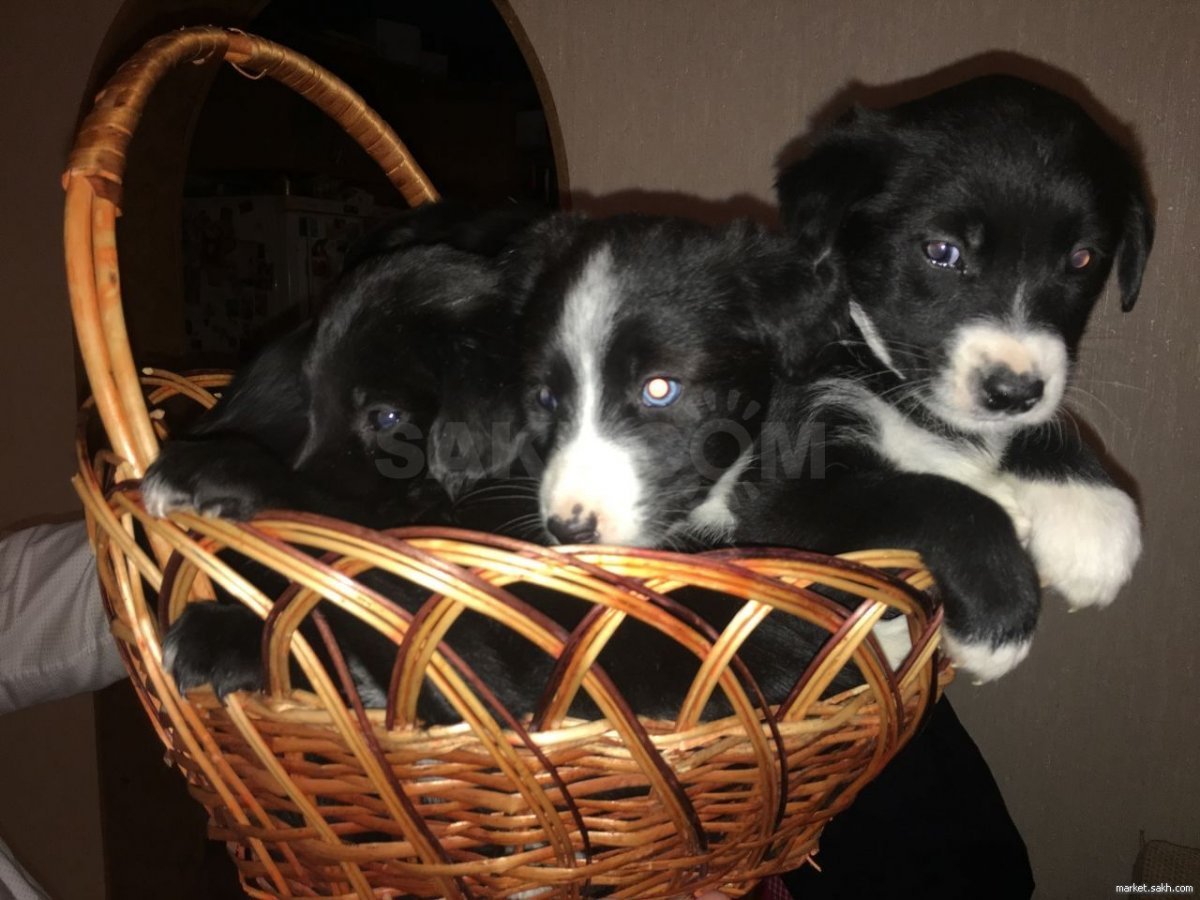 Метис спаниеля