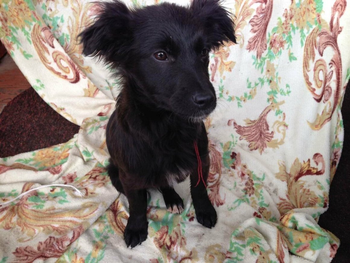 Метисы бордер колли черные