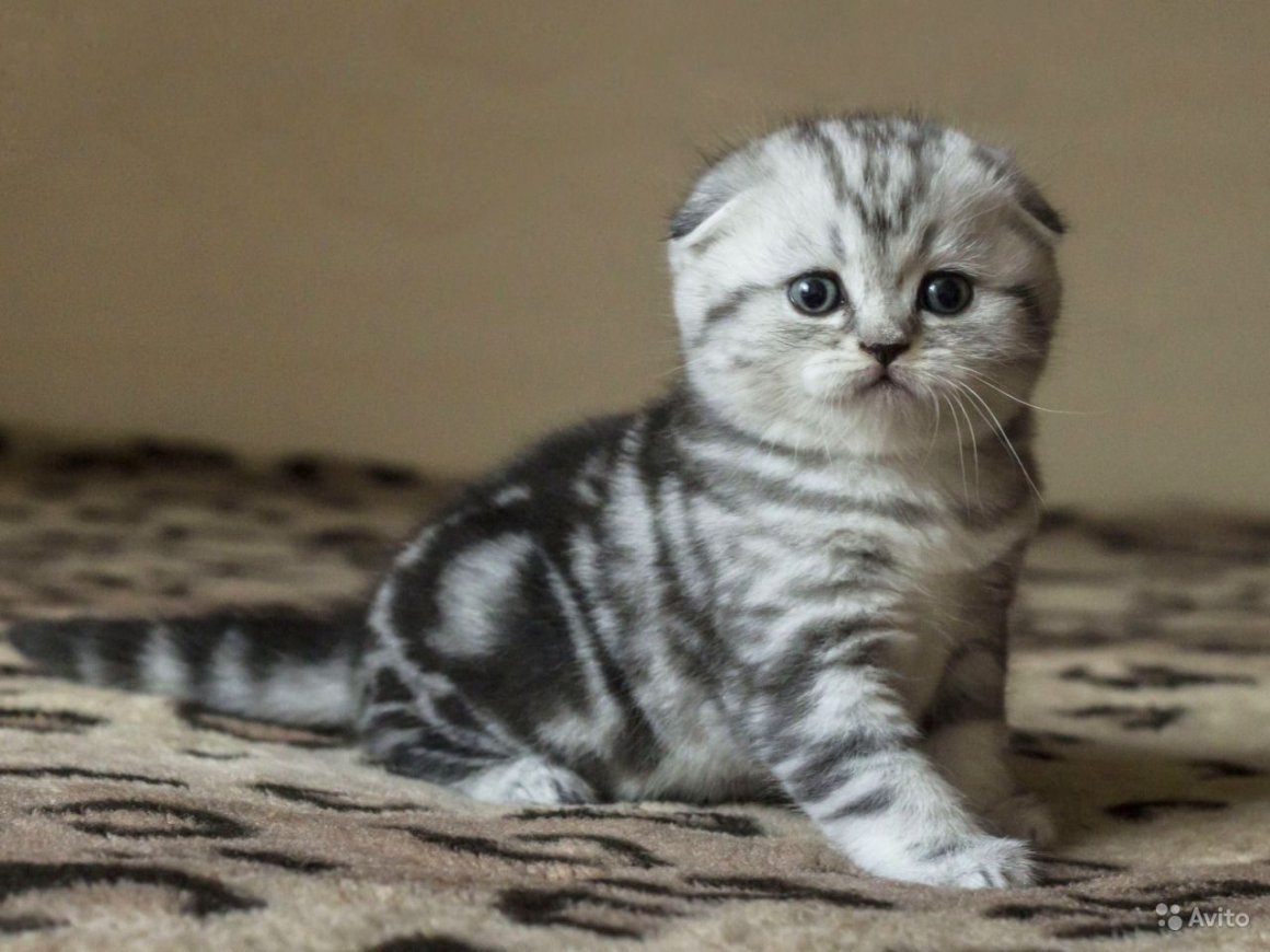 Скоттиш-фолд Шотландская