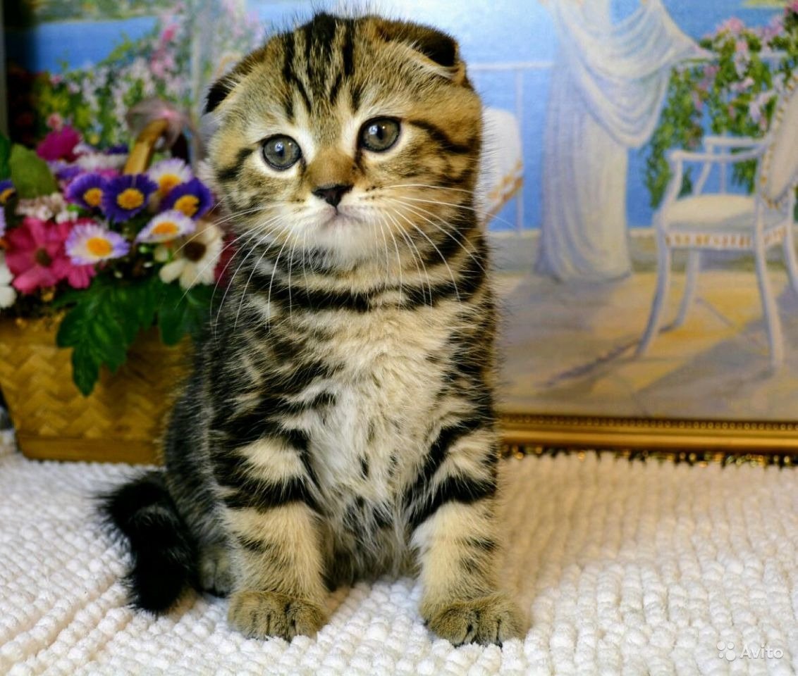 Шотландская вислоухая кошка