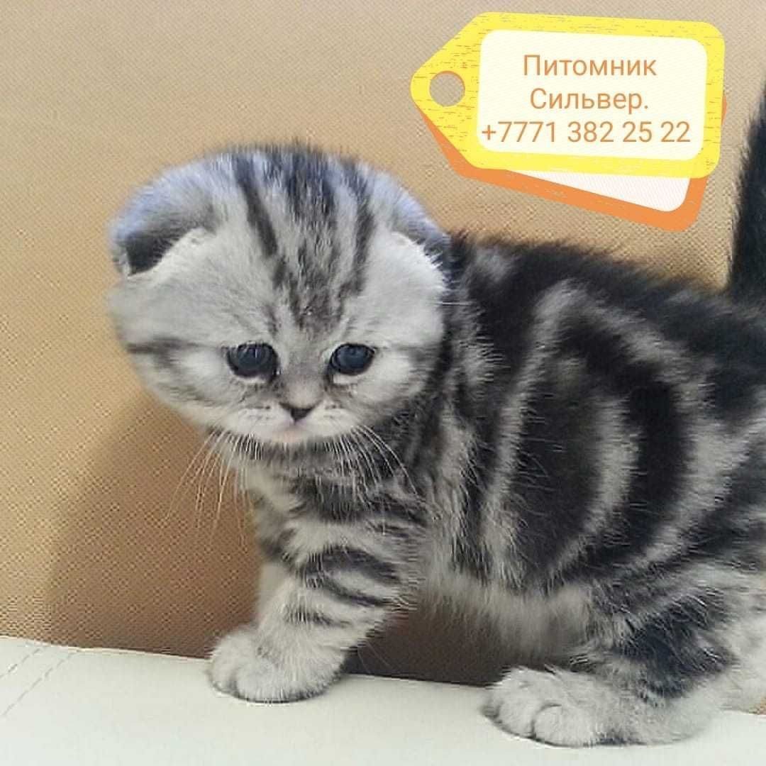 Шотландская вислоухая кошка мраморная