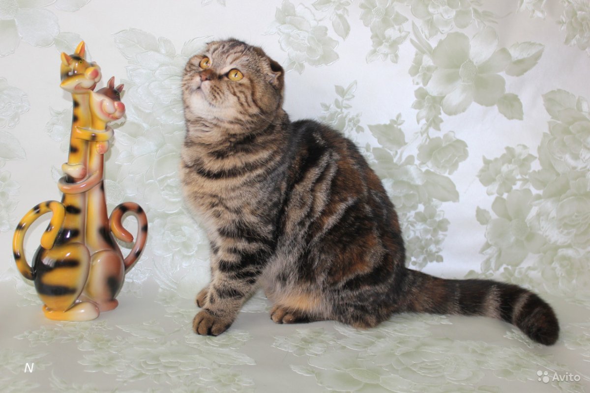 Британский вислоухий кот