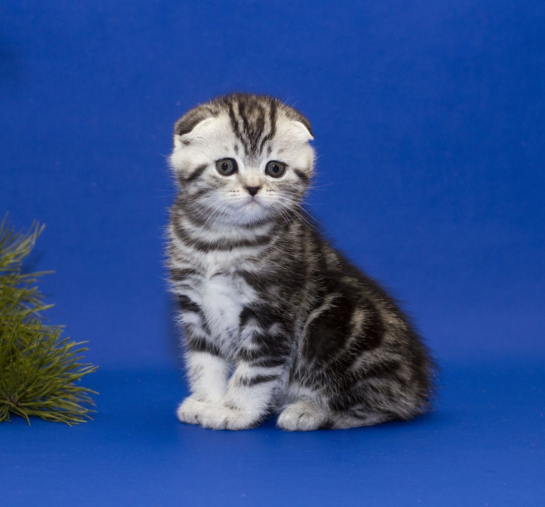 Шотландская короткошерстная скоттиш страйт