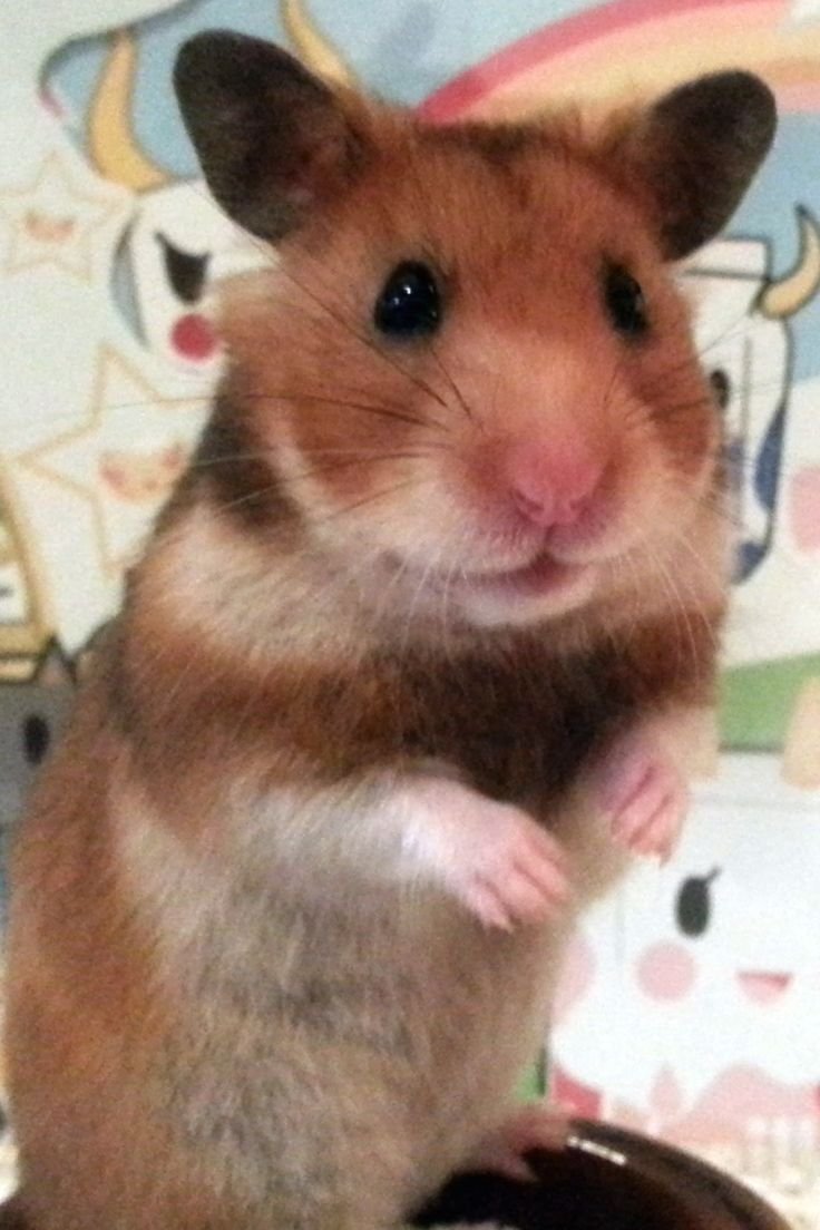 Хомяк гибрид