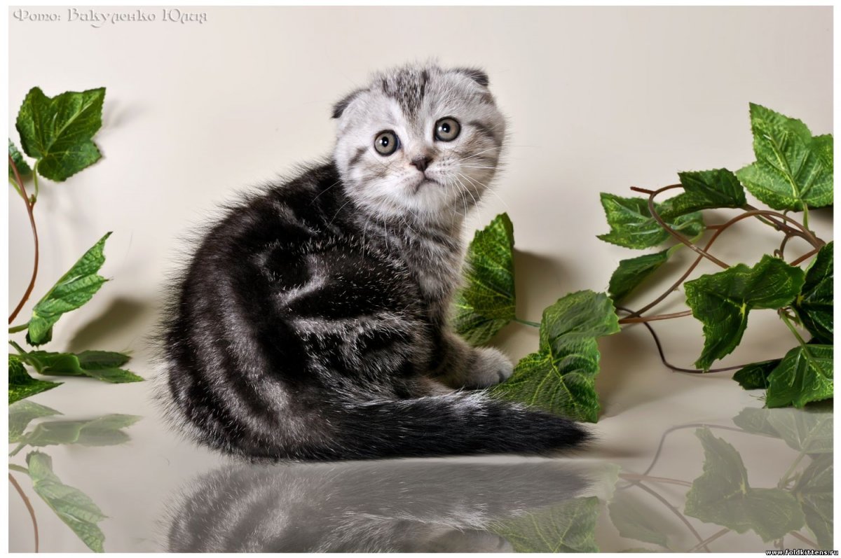 Мраморные вислоухие котята