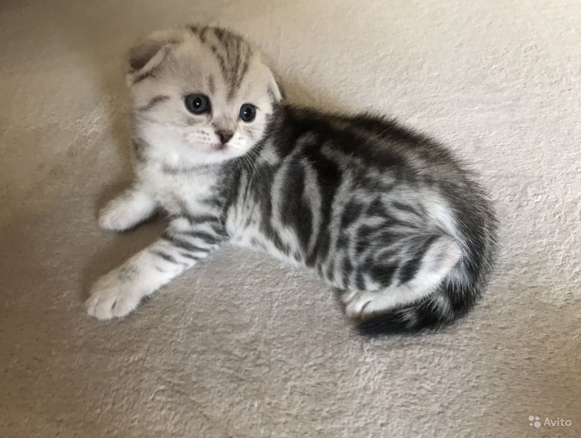 Шотландская вислоухая кошка мраморная
