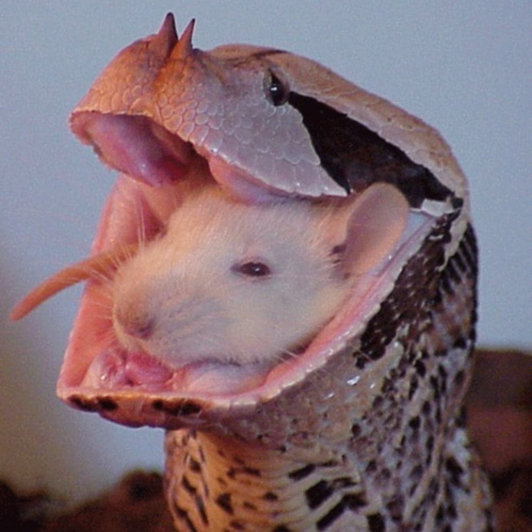 Улыбка крысы