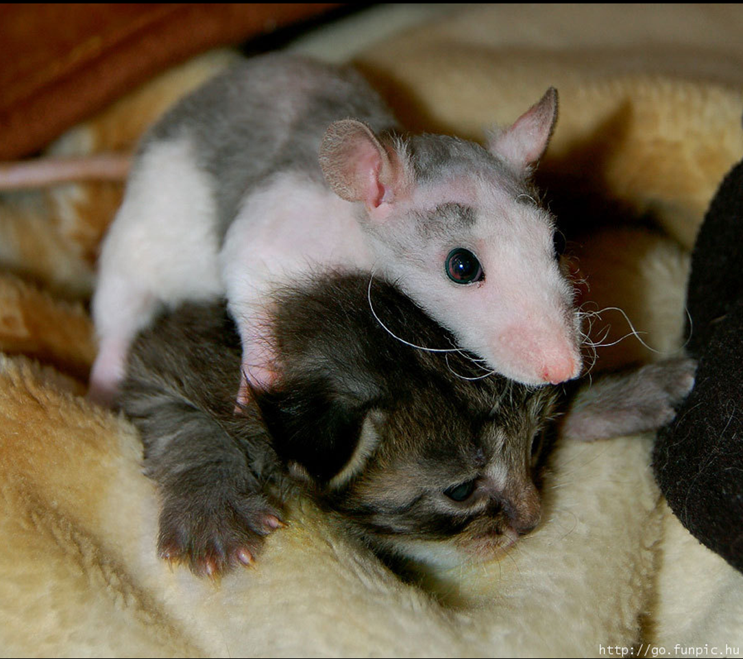 Эстетика хомячков