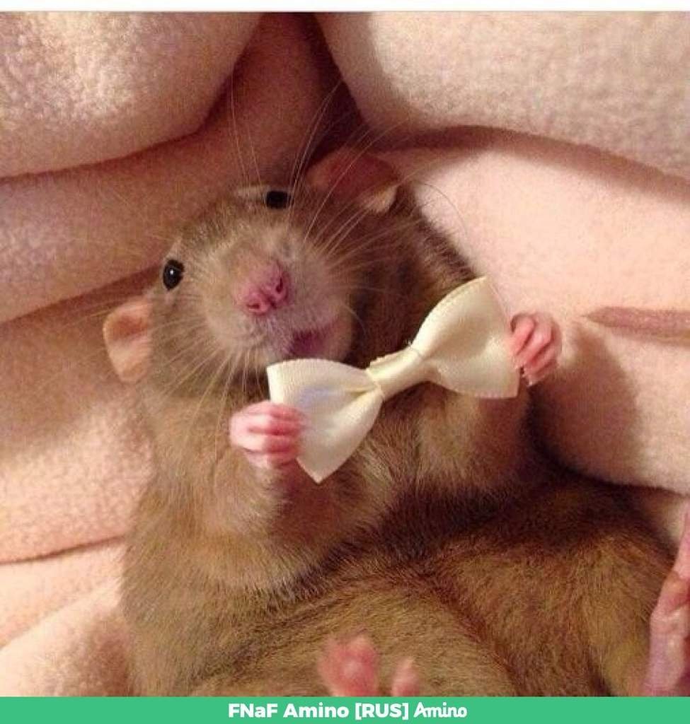 Собака мышь