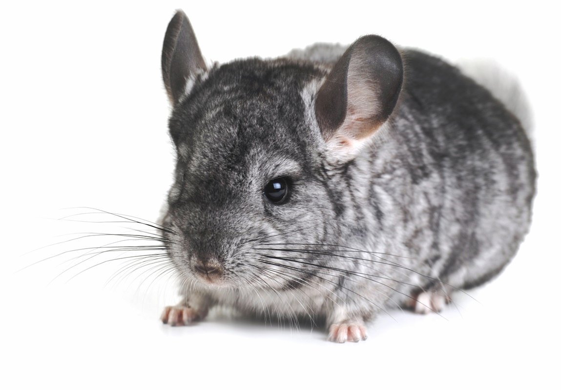 Крысы целуются