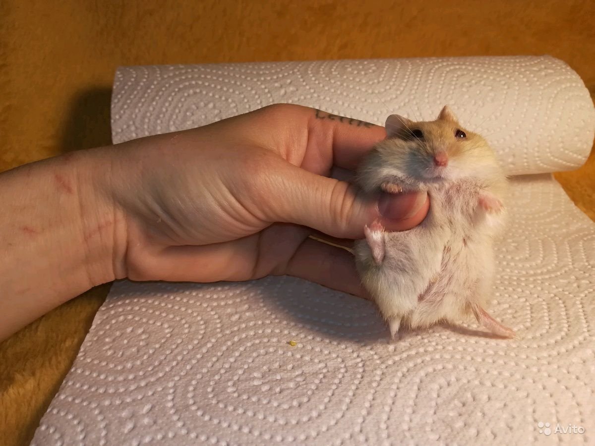 Летающая крыса