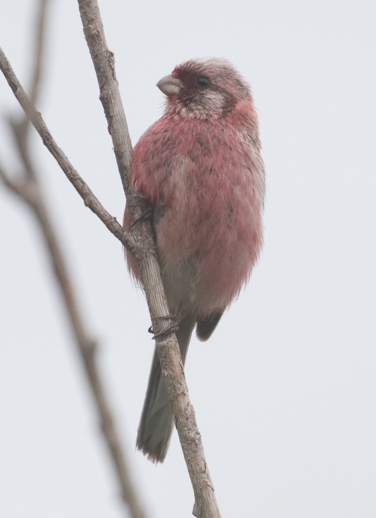 Серо розовая птичка. Птичка розовый. Птица с розовой грудкой. Маленькая розовая птица. Серая птица с розовой грудкой.