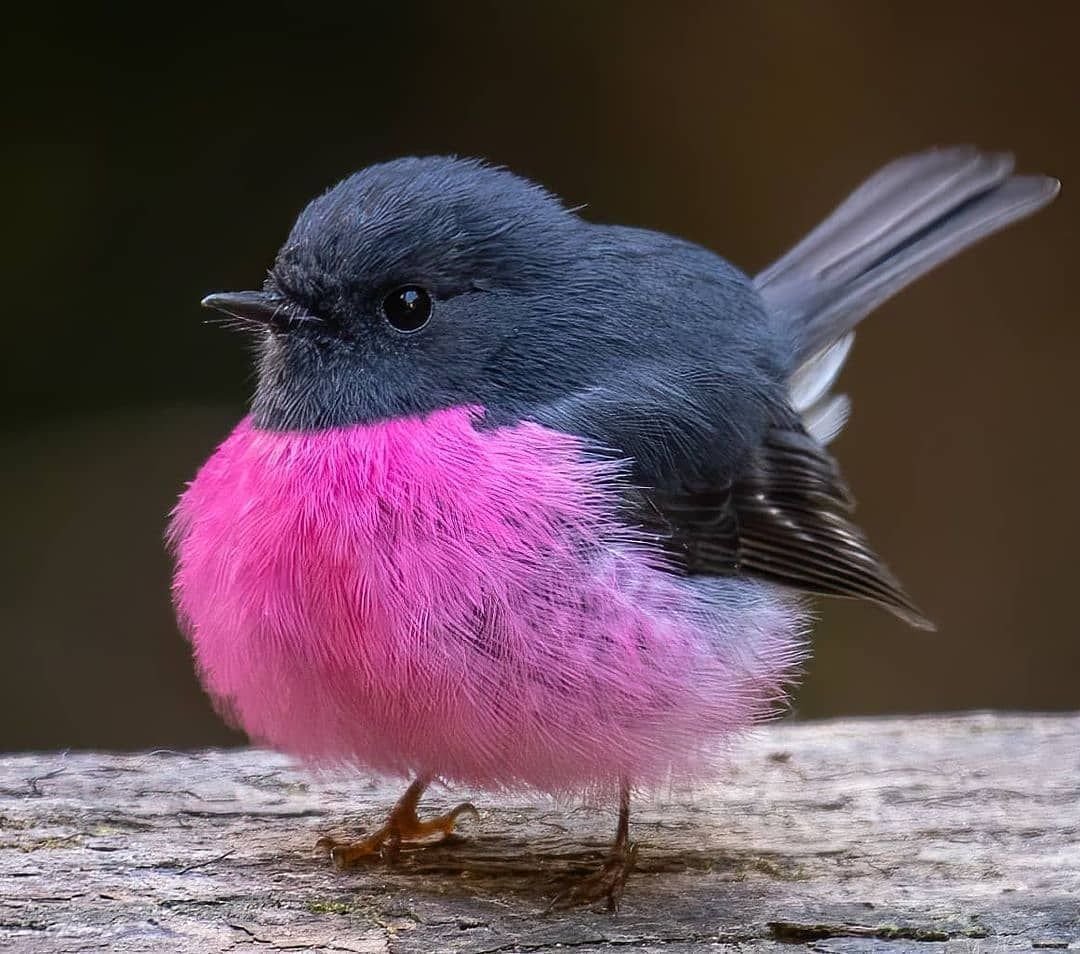 Толстоклювая вьюрковая овсянка