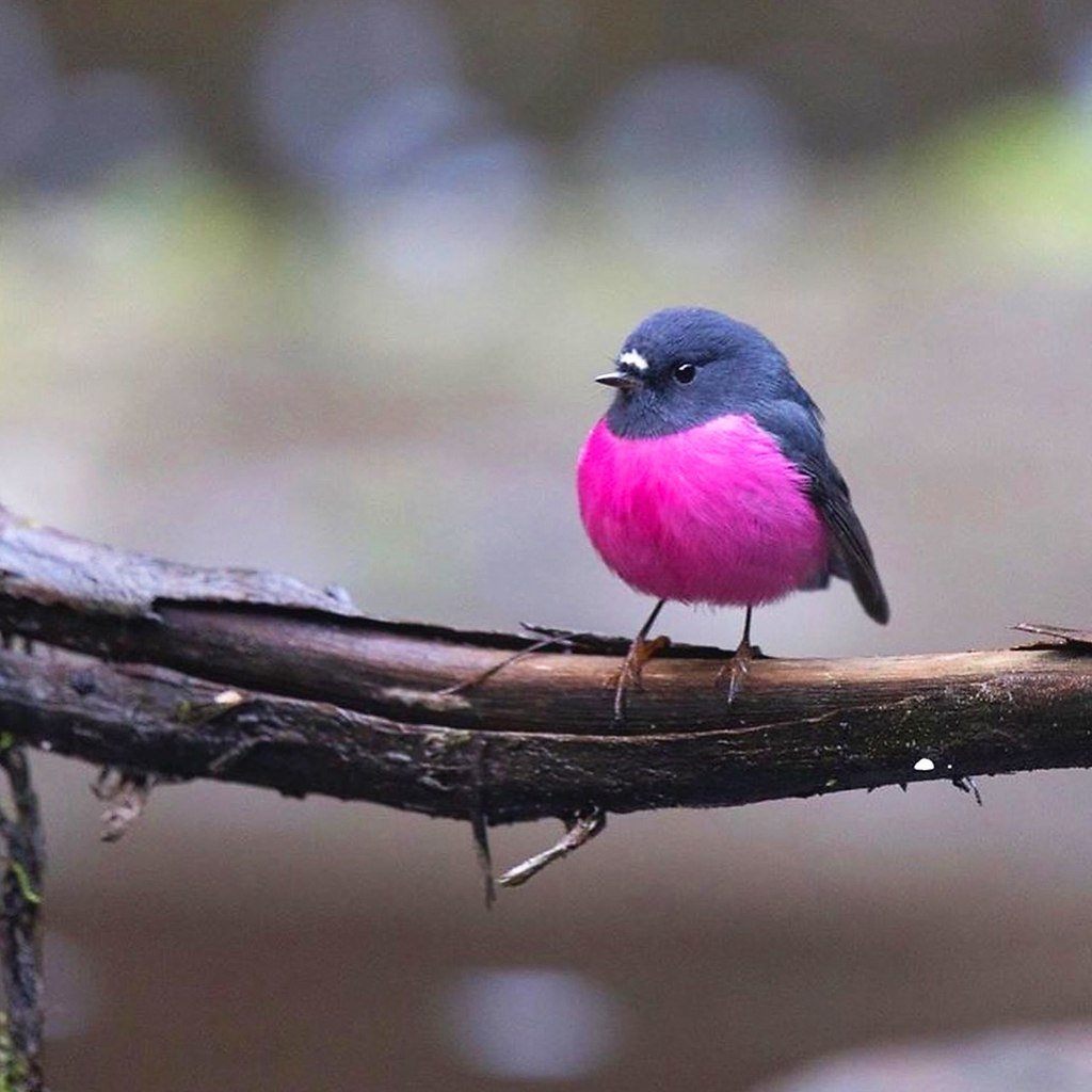 Зяблик с розовой грудкой