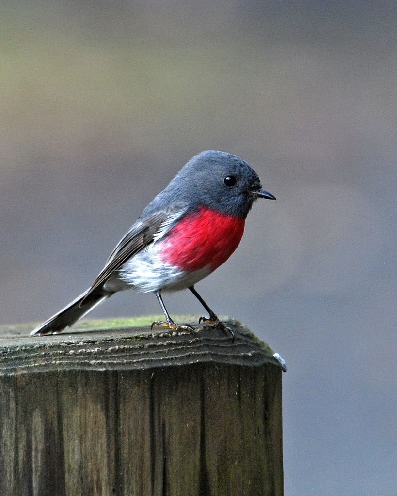 Красногрудая Малиновка Маргарет