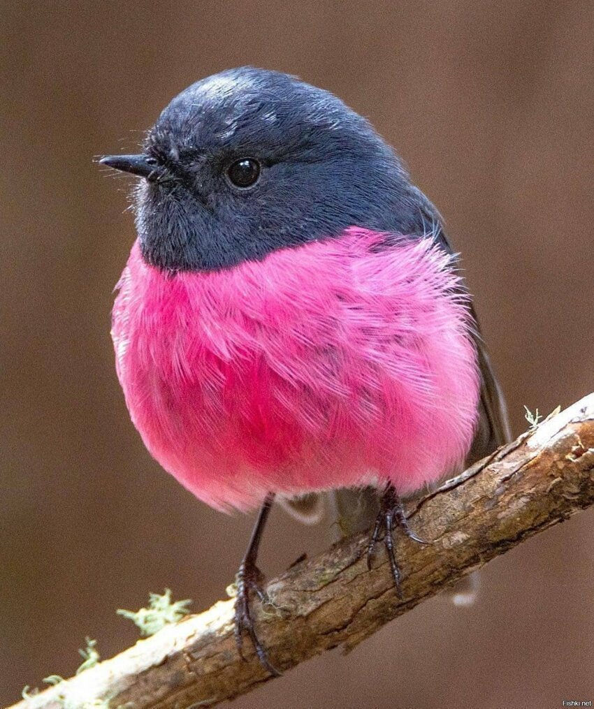 Малиноаогоудая петроика