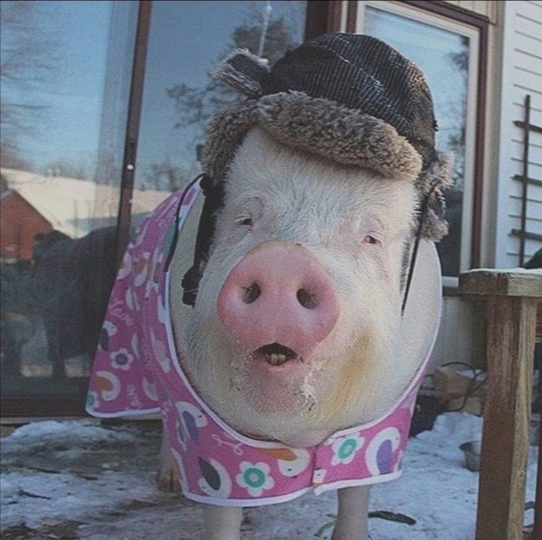 Бородавочник Пумба