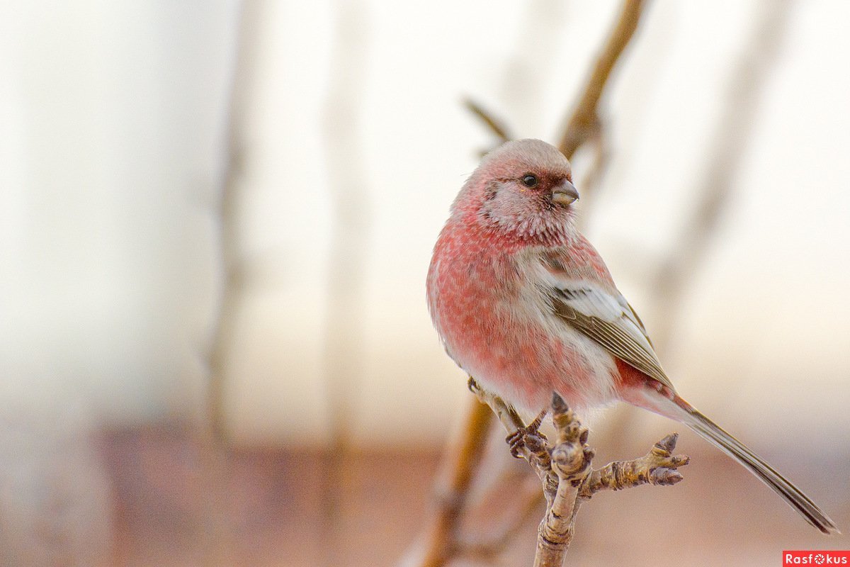 Длиннохвостая чечевица урагус