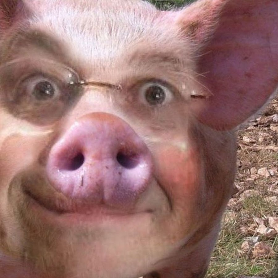 Свинья ржет