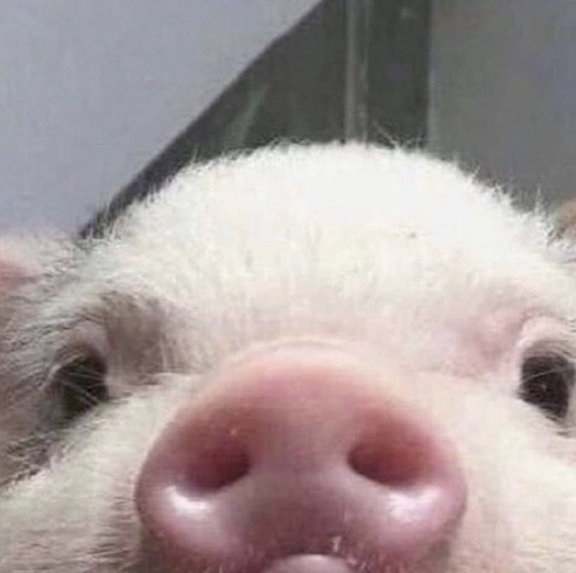 Смешные кабаны