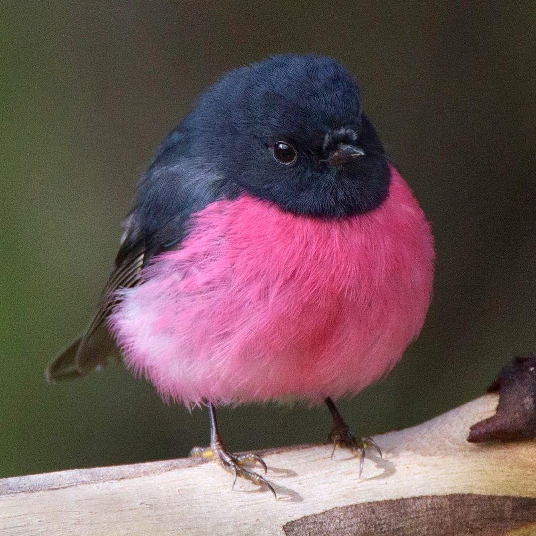 Маоиновогрудая пятроик