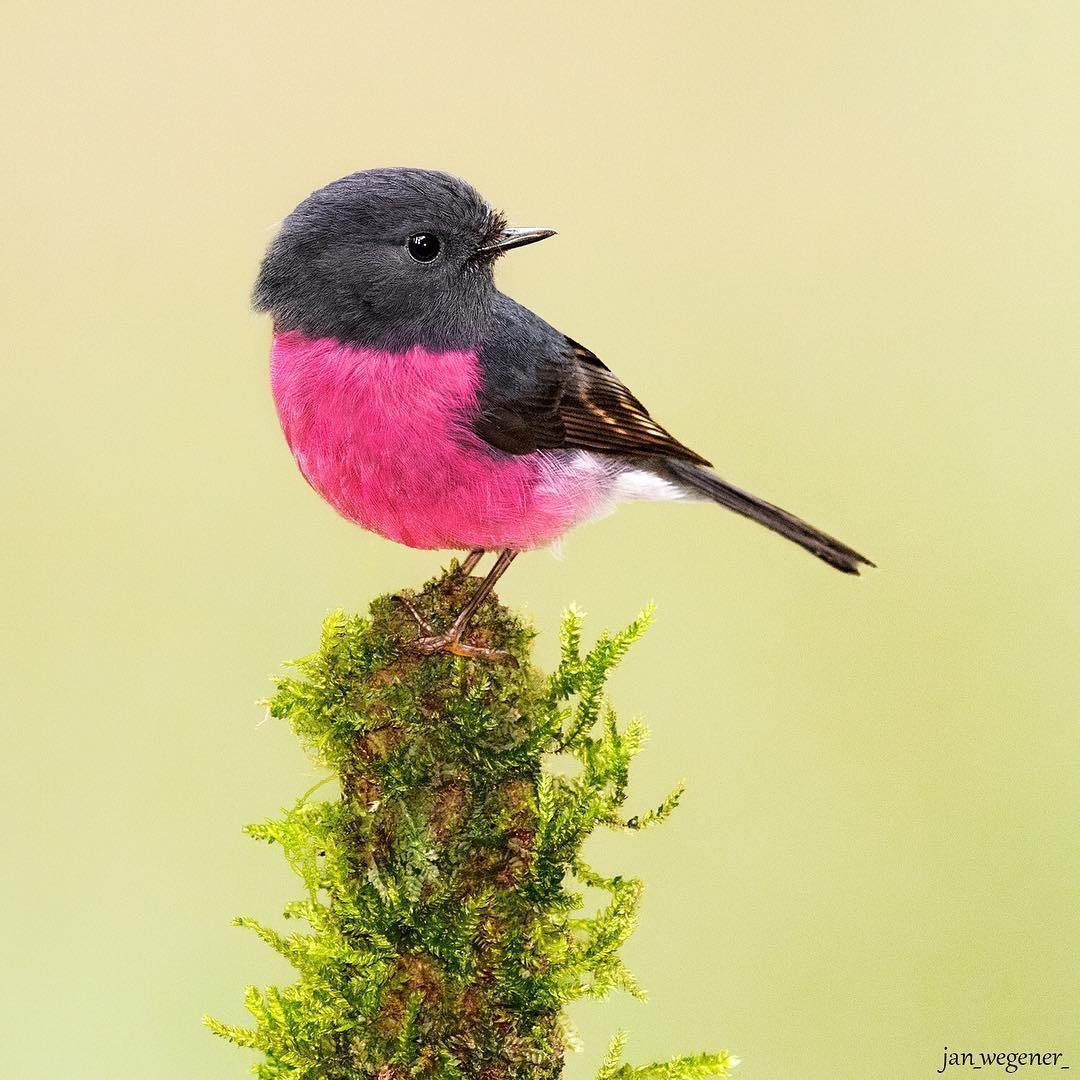 Большая чечевица (Carpodacus rubicilla)