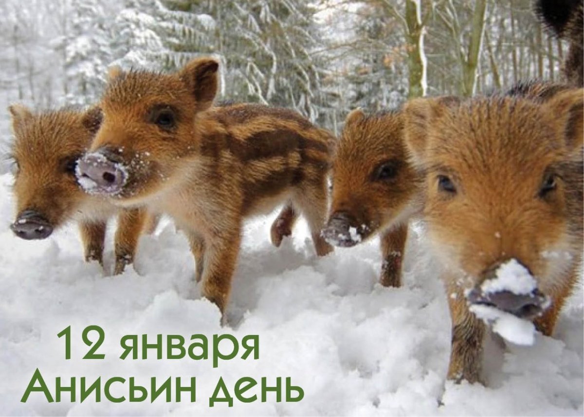 С днем рождения свинья