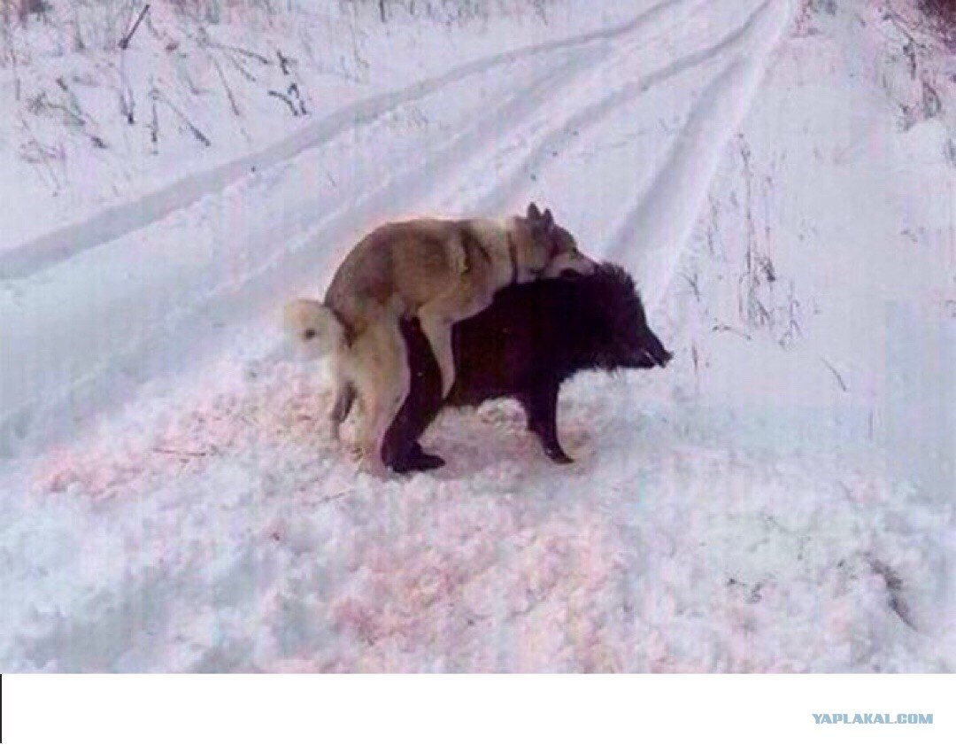 Свин Наполеон